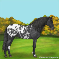 Horse Color:Blue Roan Appaloosa 