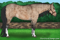 Horse Color:Bay Dun  and Bay Dun 