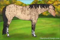 Horse Color:Brown Dun and Buckskin Dun