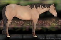 Horse Color:Amber Champagne 