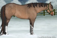 Horse Color:Liver Red Dun  and Bay Dun 