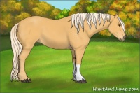 Horse Color:Palomino 