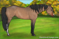 Horse Color:Brown Dun  and Brown Dun 