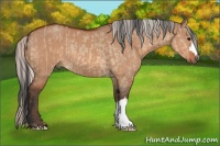 Horse Color:Bay Dun  and Silver Bay Dun 