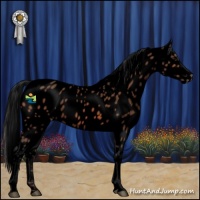 Horse Color:Void Bay Appaloosa 