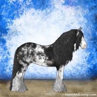 Horse Color:Black Ice Sabino