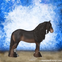 Horse Color:Liver Chestnut Appaloosa 