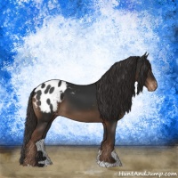 Horse Color:Liver Chestnut Appaloosa