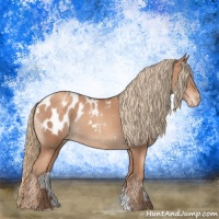 Horse Color:Gold Champagne Appaloosa