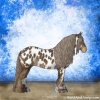 Horse Color:Chocolate Palomino Appaloosa