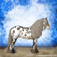 Horse Color:Chocolate Palomino Appaloosa 