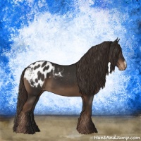 Horse Color:Liver Chestnut Appaloosa 