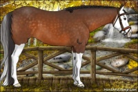Horse Color:Buckskin Splash 