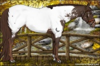 Horse Color:Liver Chestnut Appaloosa