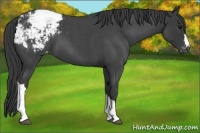 Horse Color:Blue Roan Snowcap 