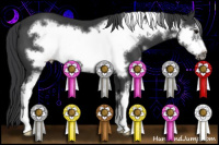 Horse Color:Black Sabino Frame 