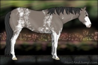 Horse Color:White Spotted Grullo Sabino 