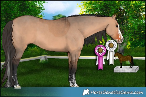 Horse Color:Bay Dun  and Bay Dun Splash 