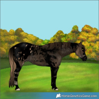 Horse Color:Void Gold Champagne Splash Tobiano Appaloosa Rabicano 