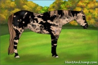 Horse Color:Void Gold Champagne Splash Tobiano Appaloosa Rabicano 