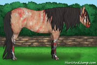 Horse Color:Bay Dun and Bay Roan Dun