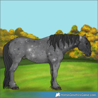 Horse Color:Black 