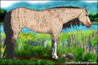Horse Color:Bay Dun  and Bay Dun 
