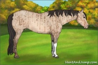 Horse Color:Bay Dun  and Amber Champagne Dun 