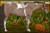 Horse Color:Classic Champagne Tobiano 