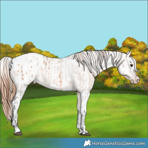 Horse Color:Bay Dun Appaloosa  and Red Dun Appaloosa 