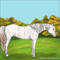 Horse Color:Bay Dun Appaloosa  and Red Dun Appaloosa 