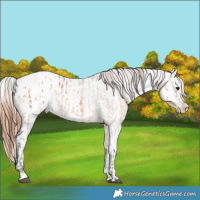 Horse Color:Bay Dun Appaloosa and Red Dun Appaloosa
