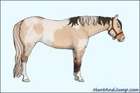 Horse Color:Smoky Creme Dun  and Bay Dun 