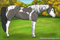 Horse Color:Grullo Splash Tobiano 