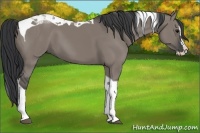 Horse Color:Grullo Splash Tobiano 