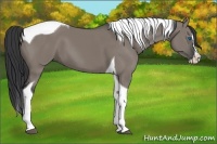 Horse Color:Grullo Splash Tobiano
