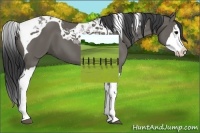 Horse Color:Grullo Splash Tobiano