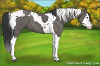 Horse Color:Grullo Splash Tobiano 