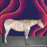Horse Color:Bay Dun  and White Spotted Bay Dun 