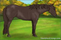 Horse Color:Liver Chestnut  and Liver Chestnut Rabicano 