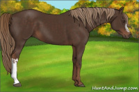 Horse Color:Liver Chestnut  and Liver Chestnut 