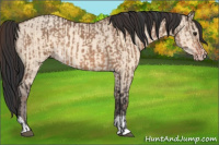 Horse Color:Brown Dun  and Sable Champagne Dun 