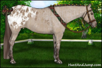 Horse Color:Liver Red Dun Appaloosa  and Liver Red Dun Appaloosa 