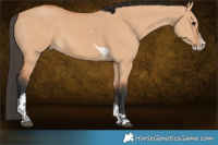 Horse Color:Bay Dun Splash Tobiano 