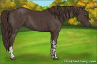 Horse Color:Liver Chestnut  and Liver Chestnut 