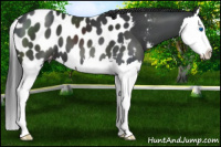 Horse Color:Black Splash Appaloosa 