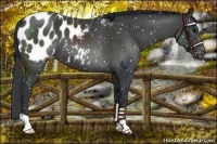 Horse Color:Black Appaloosa 