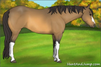 Horse Color:Buckskin 