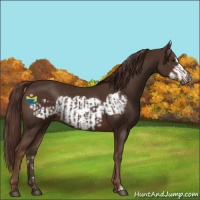 Horse Color:Liver Chestnut  and Liver Chestnut Frame 