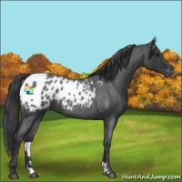 Horse Color:Blue Roan Appaloosa 